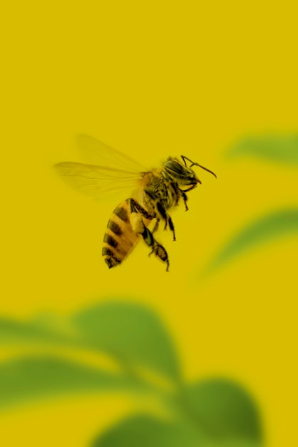 The History of Beekeeping with Gene Ballard
