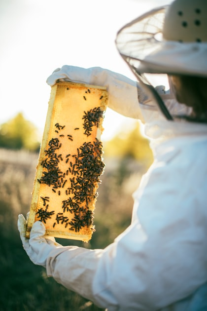 How to Buy Honey Online